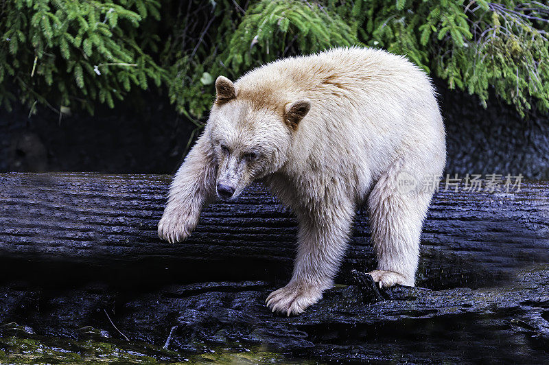 柯莫德熊(Ursus americanus kermodei)，也被称为“白灵熊”或“鬼熊”，是生活在不列颠哥伦比亚省中部海岸的美国黑熊的一个亚种。